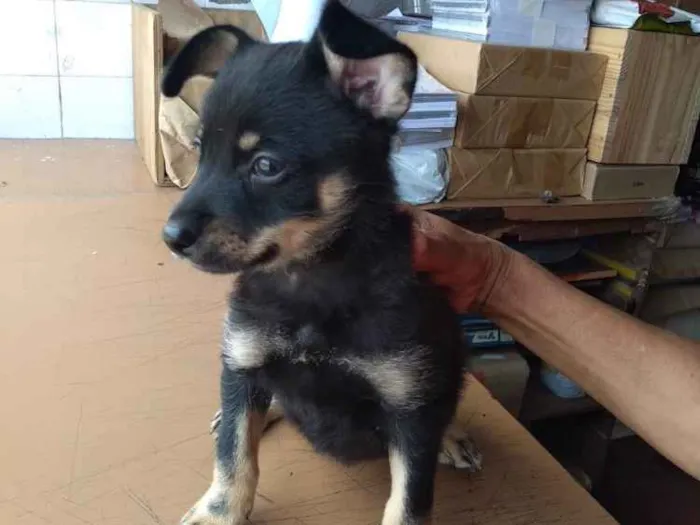 Cachorro ra a Sem raça definida idade 2 a 6 meses nome Sem nome
