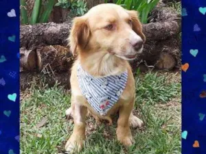 Cachorro raça srd idade 1 ano nome Caramelo