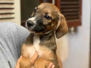 Cachorro raça Srd idade  nome Narizinho 