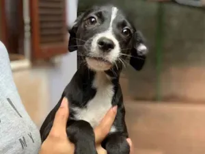 Cachorro raça Srd idade  nome Linus