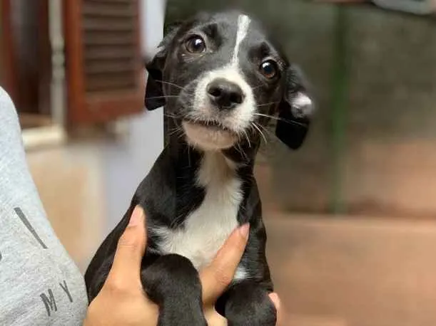 Cachorro ra a Srd idade  nome Linus