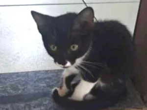 Gato raça Não sei idade Abaixo de 2 meses nome Lindinha