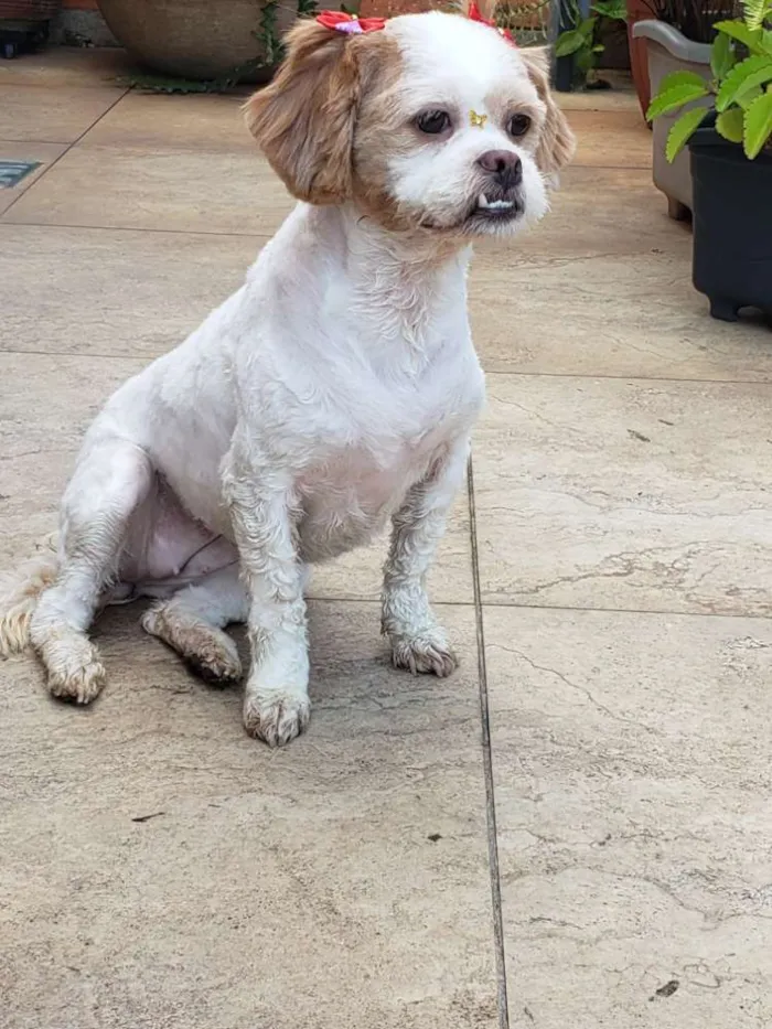 Cachorro ra a Shitzu idade 2 anos nome Rachel