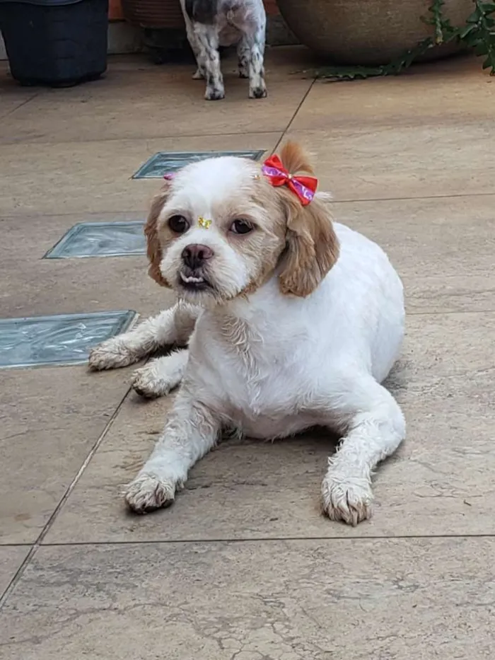 Cachorro ra a Shitzu idade 2 anos nome Rachel