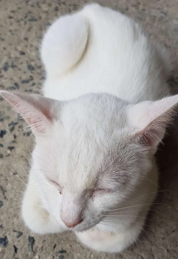 Gato ra a  idade 1 ano nome Fantasma