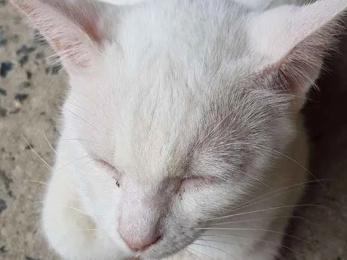 Gato ra a  idade 1 ano nome Fantasma