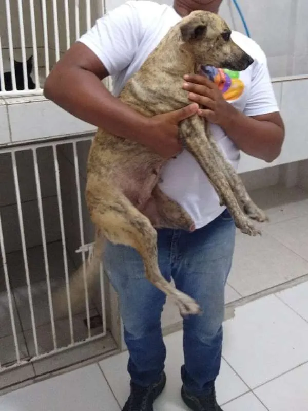 Cachorro raça SRD idade 3 anos nome Kelly