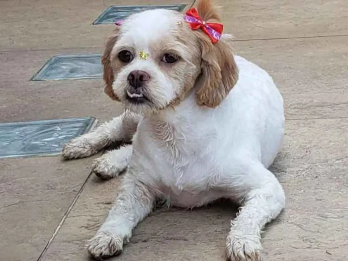 Cachorro ra a Shitzu idade 2 anos nome Rachel