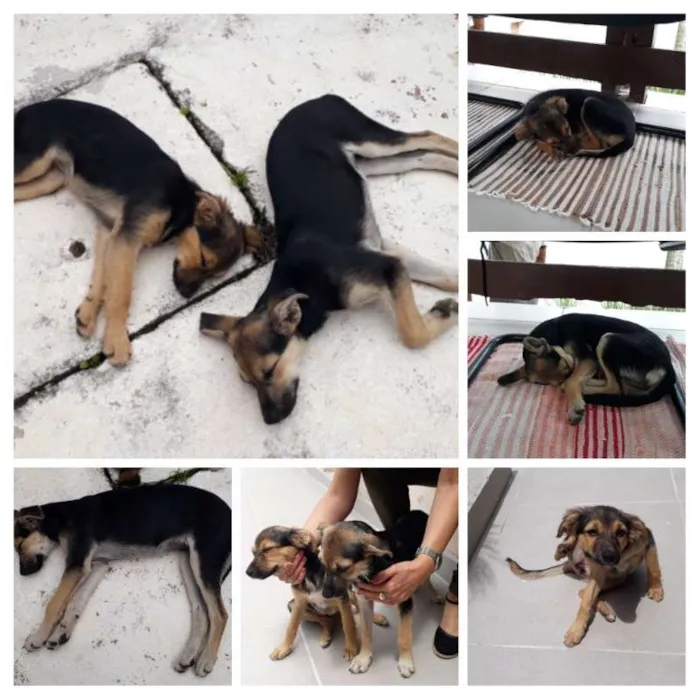 Cachorro ra a SRD idade 2 a 6 meses nome Princesas