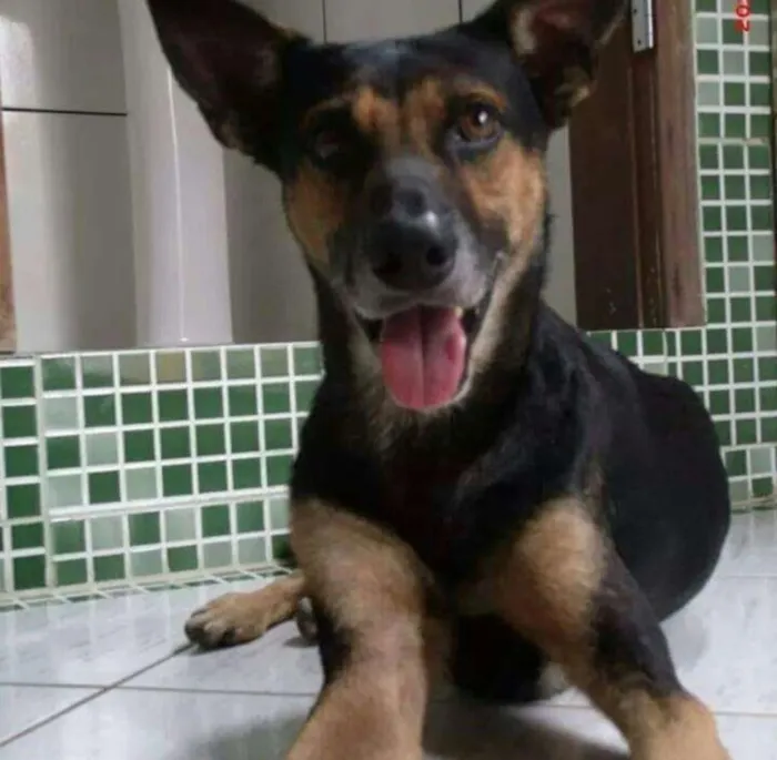 Cachorro ra a Pastor alemão  vira lata idade 6 ou mais anos nome Jack