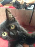 Cleo