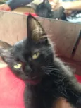Cleo