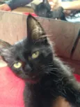 Cleo