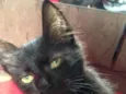 Cleo