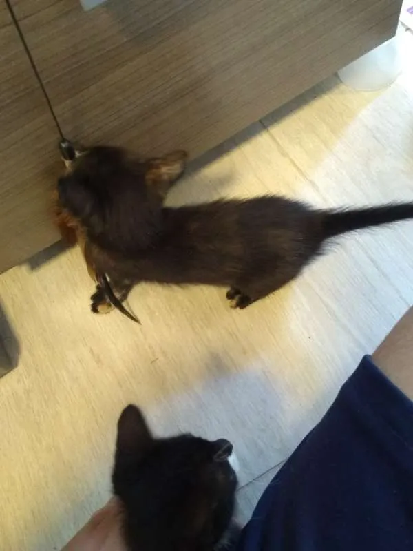 Gato raça -- idade Abaixo de 2 meses nome Sem nome