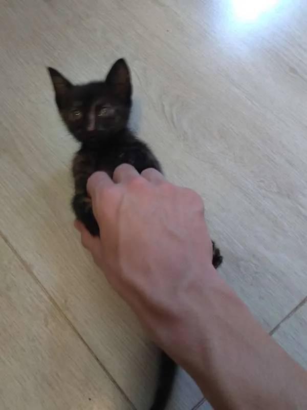 Gato raça -- idade Abaixo de 2 meses nome Sem nome