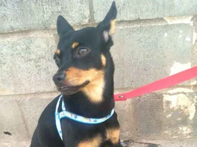 Cachorro ra a Mestiça  ( pinscher) idade 7 a 11 meses nome Bia 