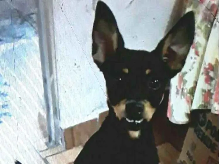 Cachorro ra a Mestiça  ( pinscher) idade 7 a 11 meses nome Bia 