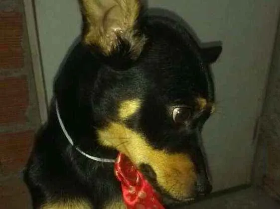 Cachorro ra a Mestiça  ( pinscher) idade 7 a 11 meses nome Bia 
