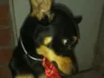 Bia