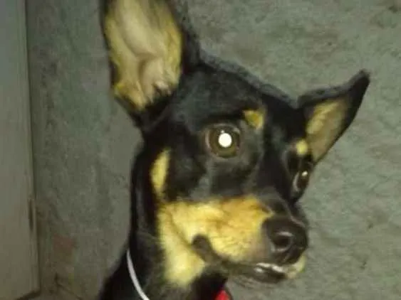 Cachorro ra a Mestiça  ( pinscher) idade 7 a 11 meses nome Bia 