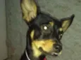 Bia