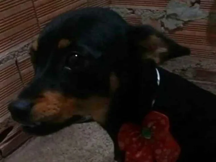Cachorro ra a Mestiça  ( pinscher) idade 7 a 11 meses nome Bia 