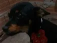 Bia