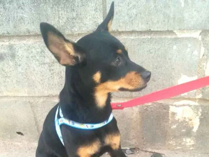 Cachorro ra a Mestiça  ( pinscher) idade 7 a 11 meses nome Bia 