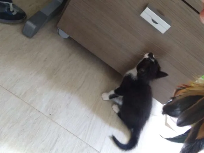 Gato raça -- idade Abaixo de 2 meses nome Sem nome