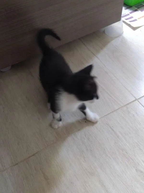 Gato raça -- idade Abaixo de 2 meses nome Sem nome
