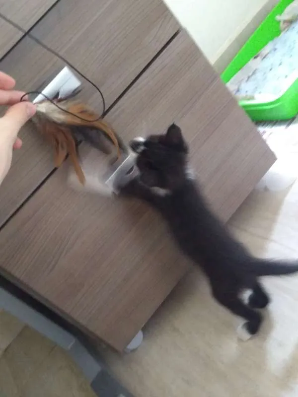 Gato raça -- idade Abaixo de 2 meses nome Sem nome