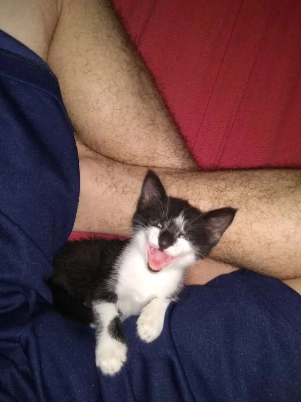 Gato raça -- idade Abaixo de 2 meses nome Sem nome