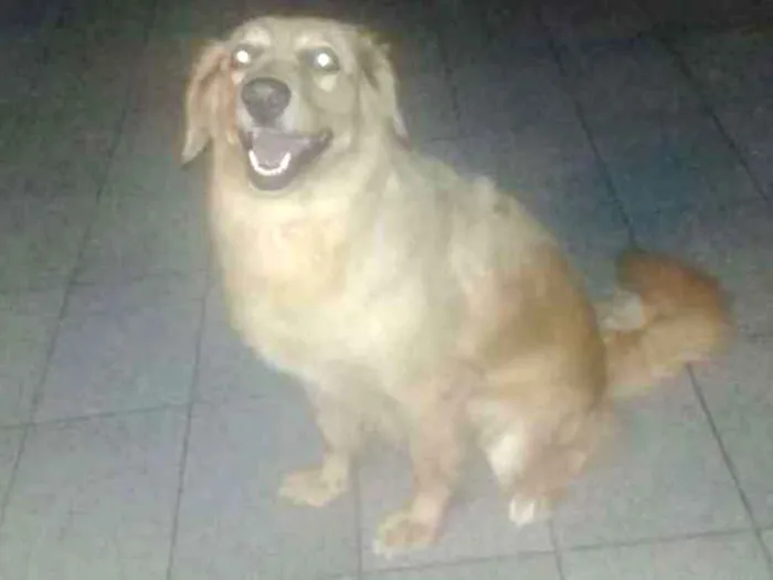 Cachorro ra a SRD idade 3 anos nome Nina