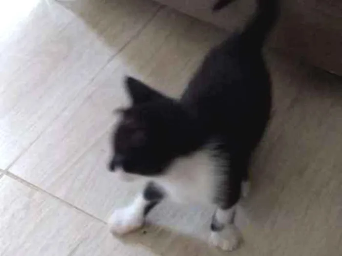 Gato raça -- idade Abaixo de 2 meses nome Sem nome