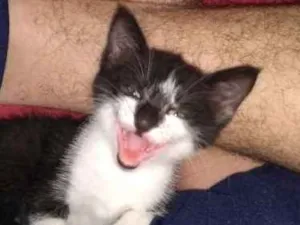 Gato raça -- idade Abaixo de 2 meses nome Sem nome