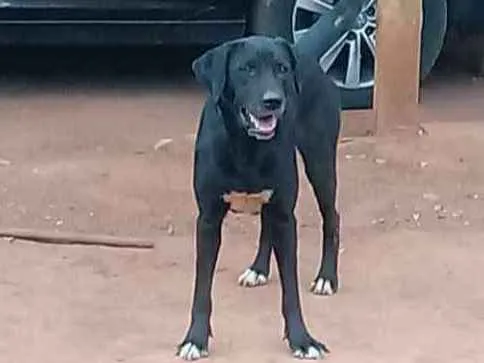 Cachorro ra a Labrador idade 4 anos nome Suzy