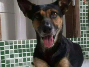 Cachorro raça Pastor alemão  vira lata idade 6 ou mais anos nome Jack