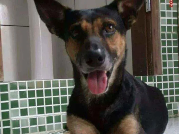 Cachorro ra a Pastor alemão  vira lata idade 6 ou mais anos nome Jack