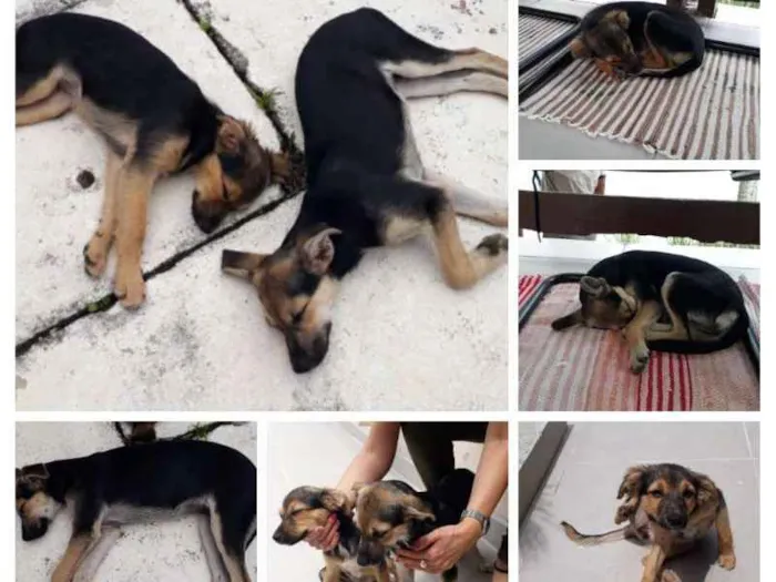 Cachorro ra a SRD idade 2 a 6 meses nome Princesas