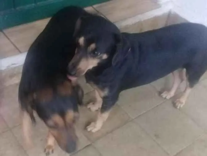 Cachorro ra a Basse idade 3 anos nome Sarab e Nala