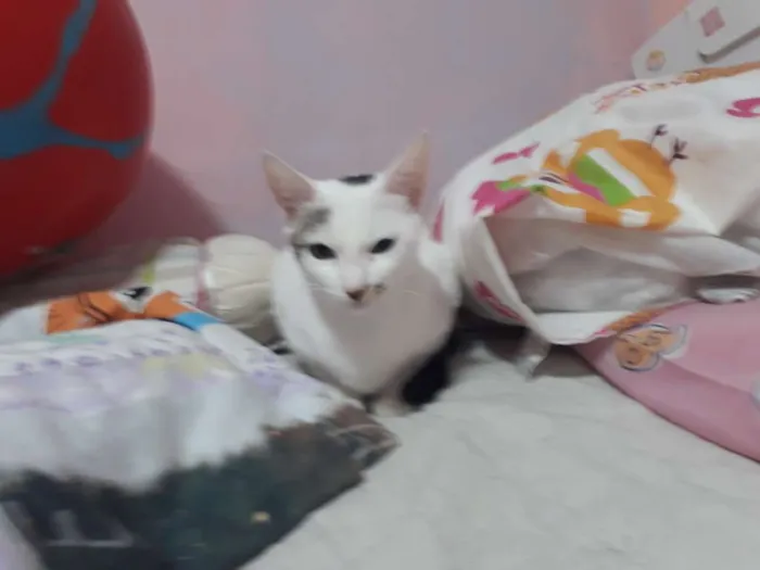 Gato ra a Sem raça definida idade 7 a 11 meses nome Barbara