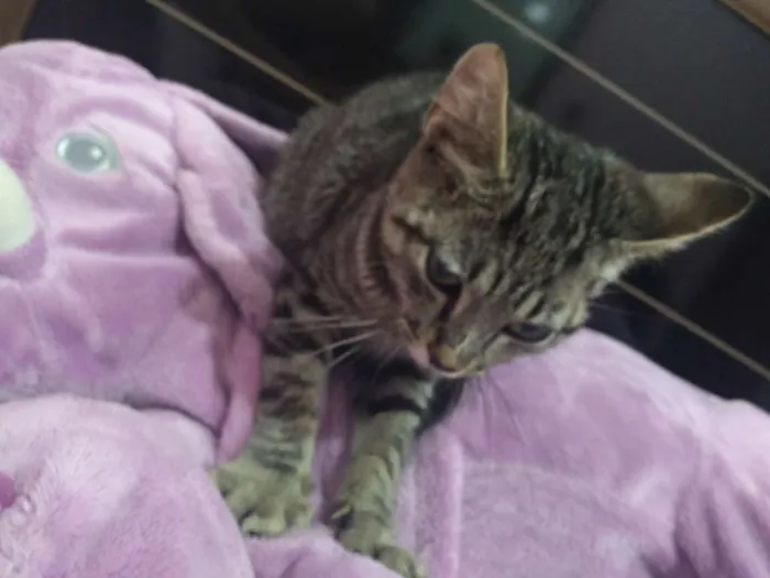 Gato raça Sem raça idade 2 a 6 meses nome Sem nome