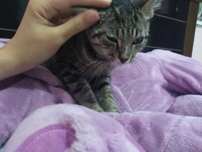 Gato raça Sem raça idade 2 a 6 meses nome Sem nome