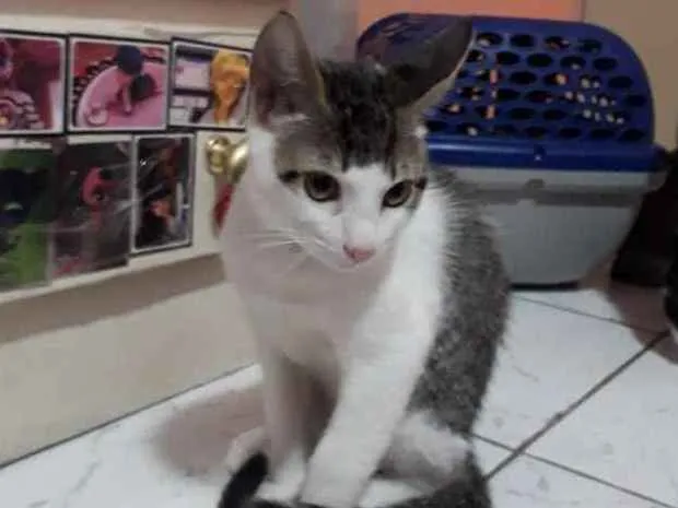 Gato ra a Sem raça definida idade 2 a 6 meses nome Santos Dumont
