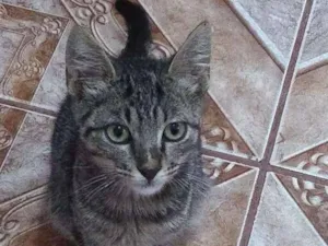 Gato raça Sem raça idade 2 a 6 meses nome Sem nome