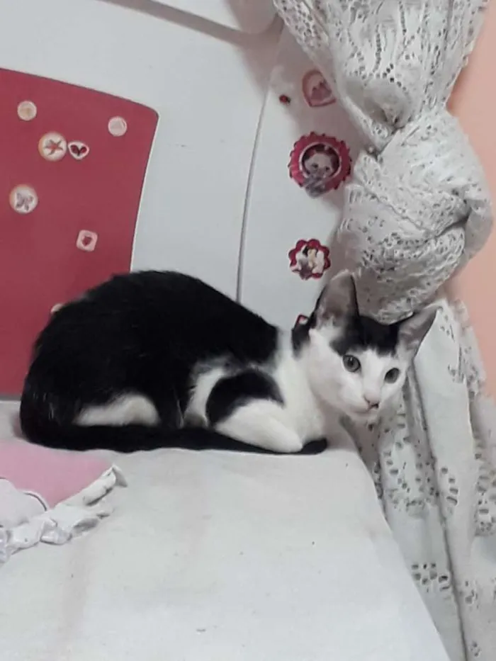 Gato ra a Sem raça definida idade 2 a 6 meses nome Franjinha