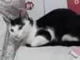Franjinha
