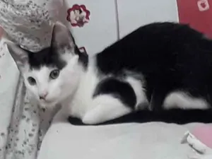 Gato raça Sem raça definida idade 2 a 6 meses nome Franjinha