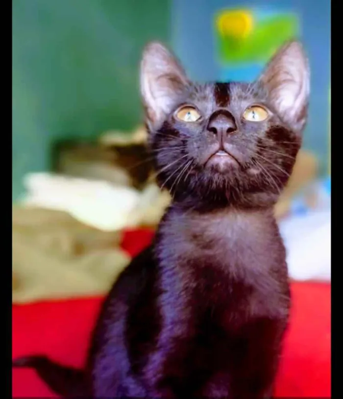 Gato ra a SRD idade 2 a 6 meses nome Sem nome ainda 